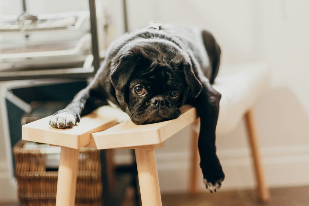 A black pug puppy lying on a wooden chair