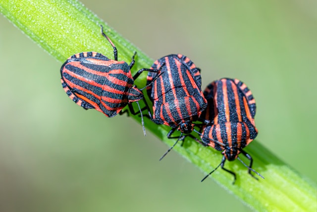Three red and black striped bugs sitting on a plant stem.