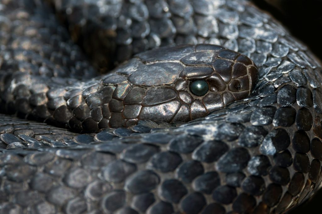 A coiled black snake zoomed in on the head in profile