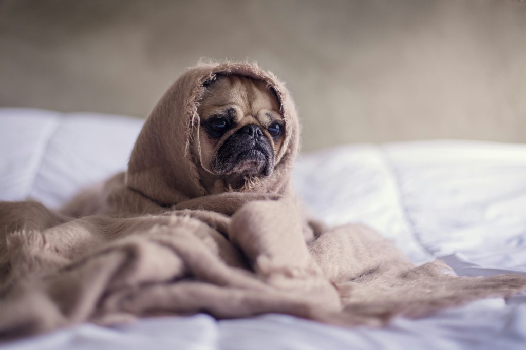 A sad-looking dog sitting on a bed wrapped in a brown blanket.
